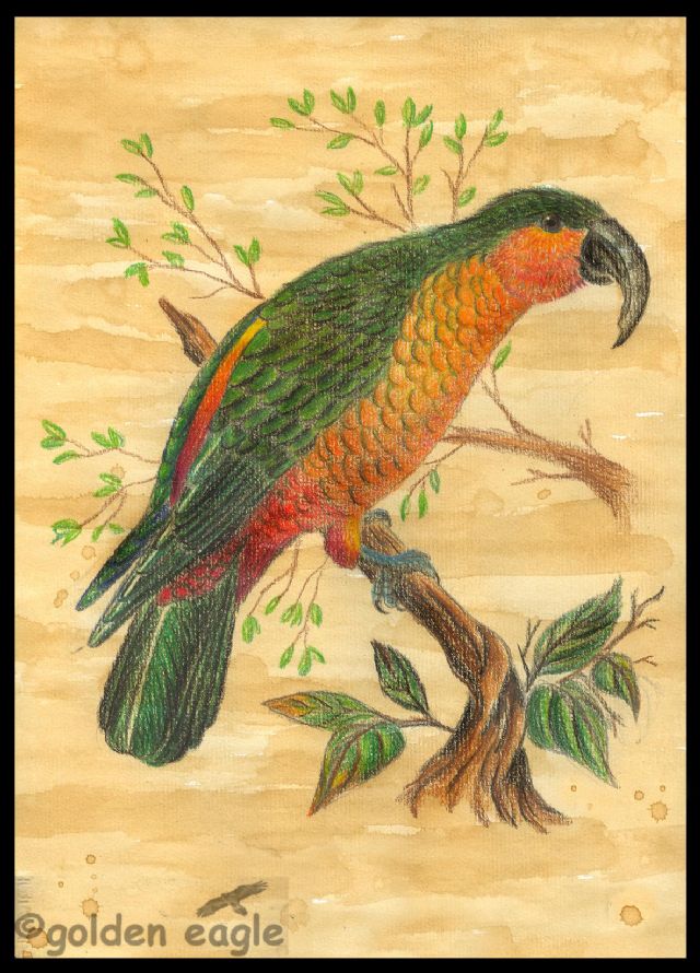 Kaka di Norfolk